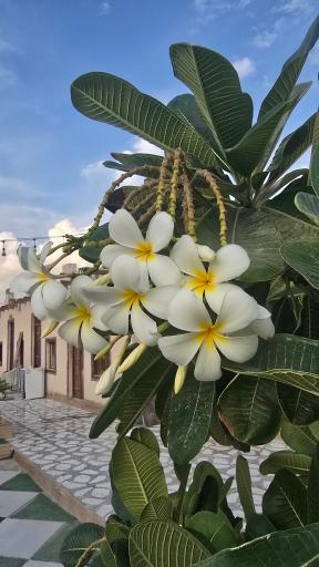 عکس سفره خانه و بومگردی جزیره