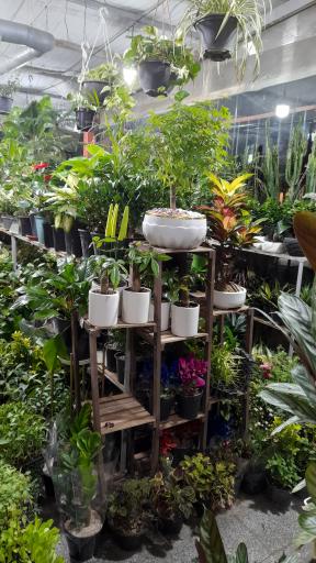 عکس گلفروشی باکری