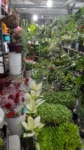 عکس گلفروشی باکری