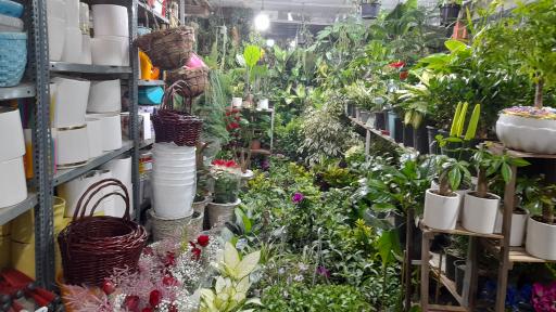 عکس گلفروشی باکری