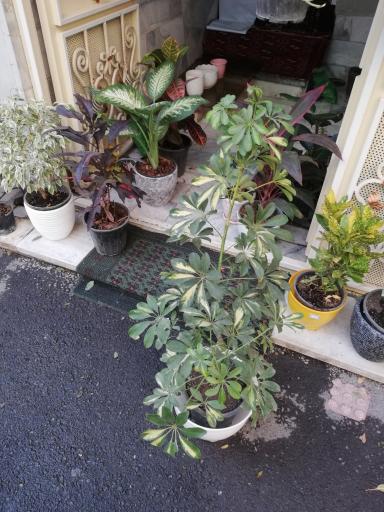 عکس گل و گلدان آرامکده 