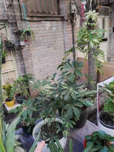 عکس گل و گلدان آرامکده 