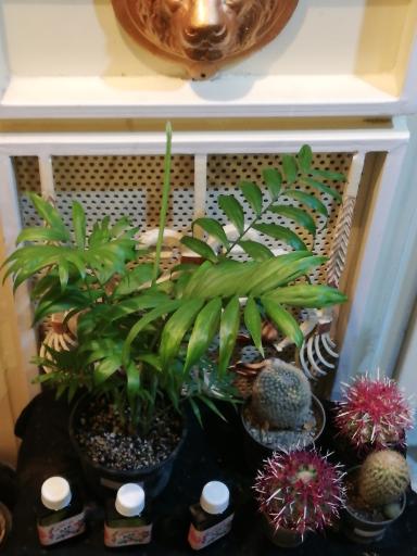 عکس گل و گلدان آرامکده 