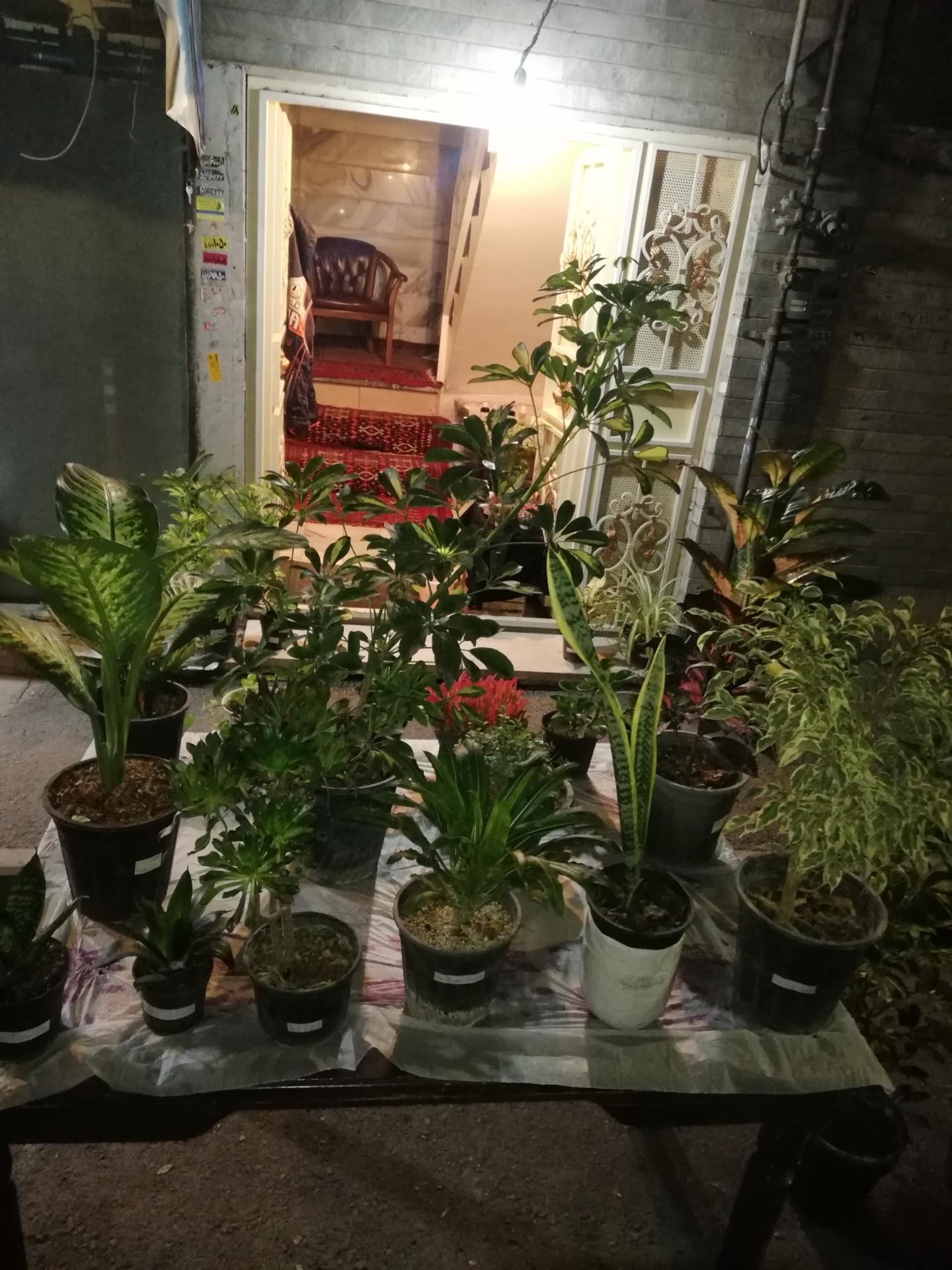 عکس گل و گلدان آرامکده 