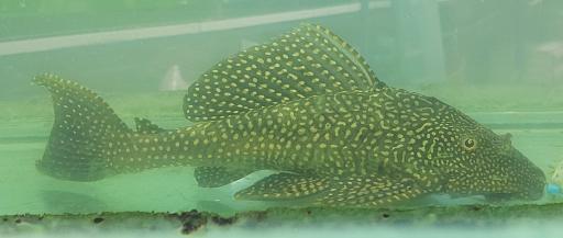 عکس ایران آکواریوم