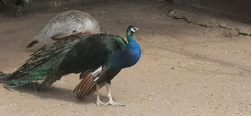 عکس باغ پرندگان