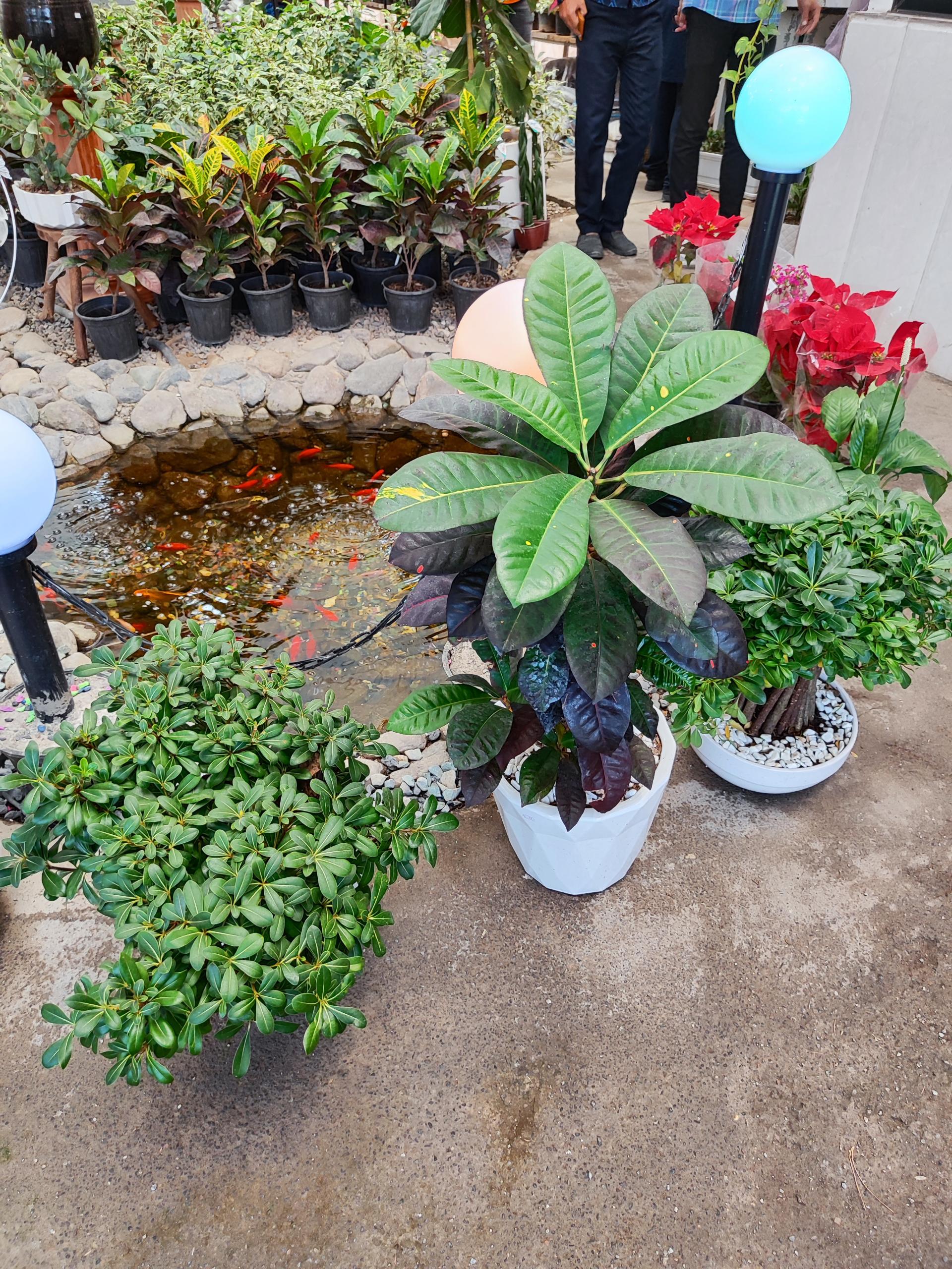 عکس گلستان یاس