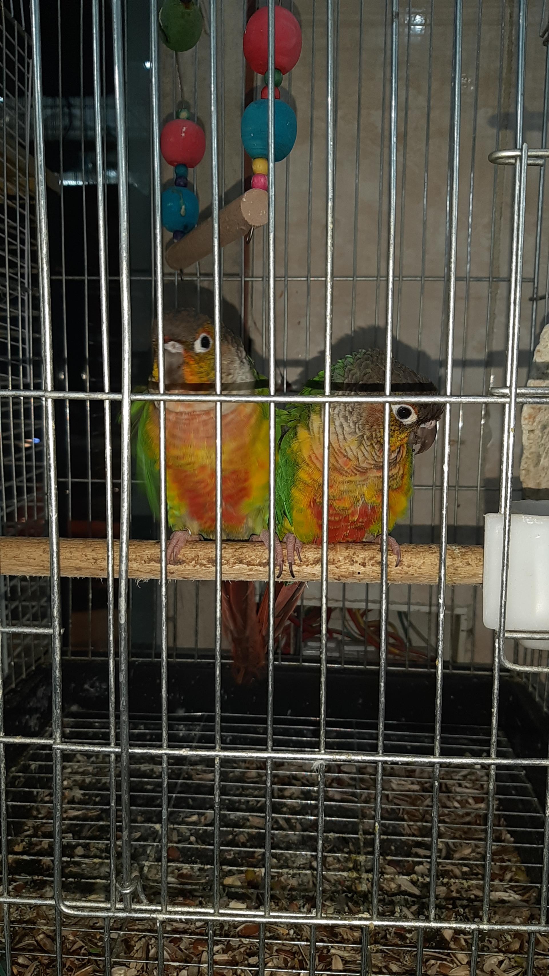 عکس فروشگاه پرندگان و حیوانات خانگی قریب طهران