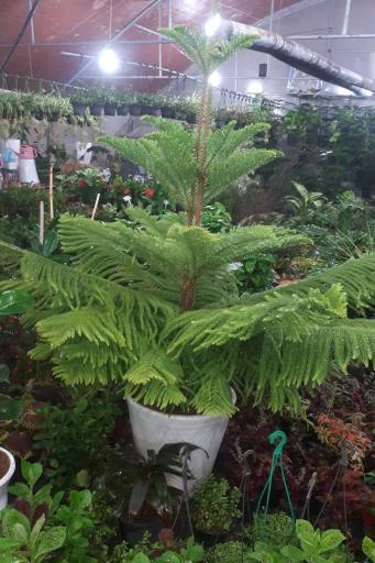 عکس گلستان یاس