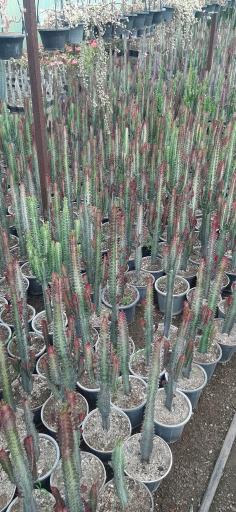 عکس گلخانه دشت بهشت