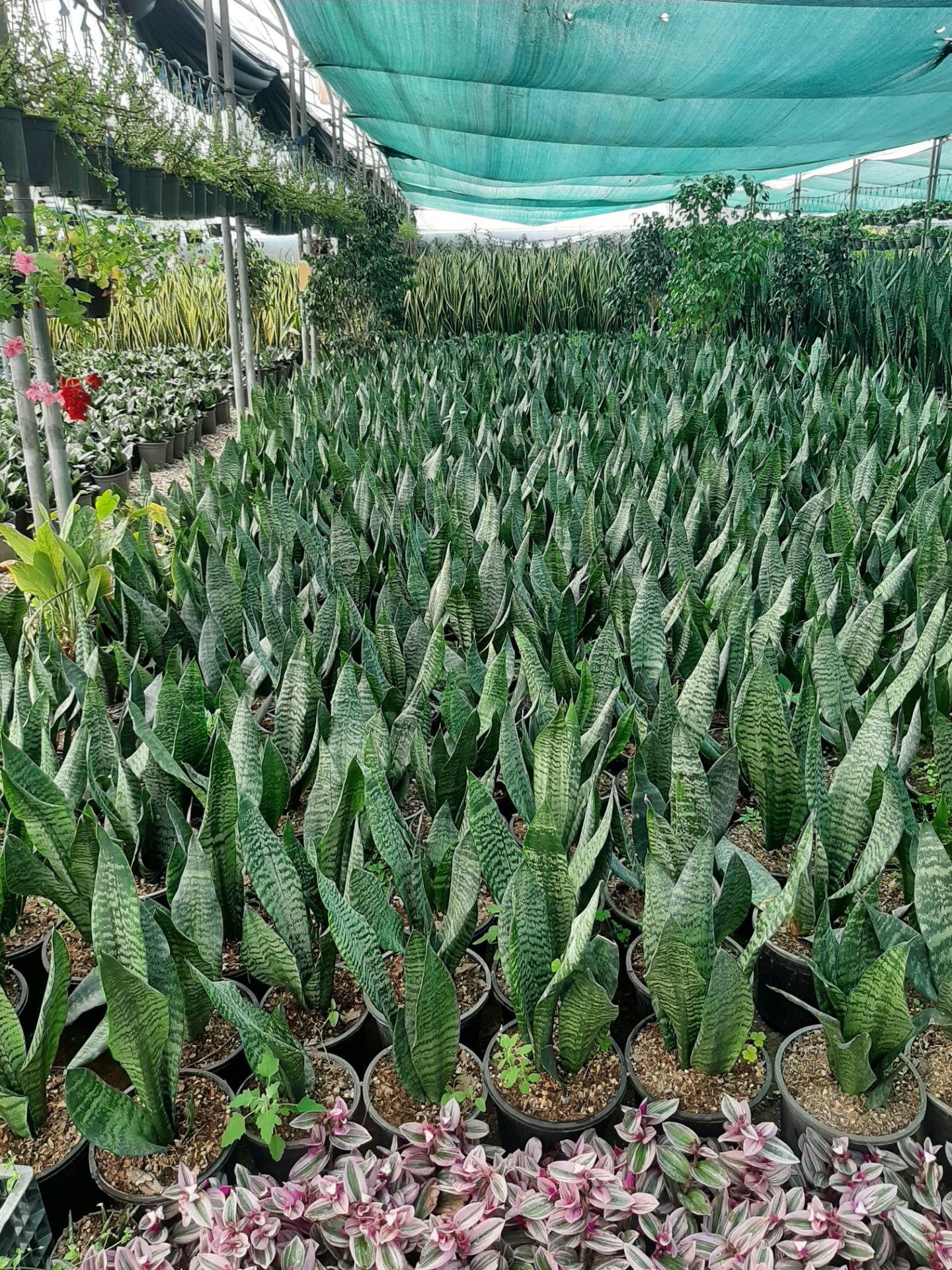 عکس گلخانه دشت بهشت