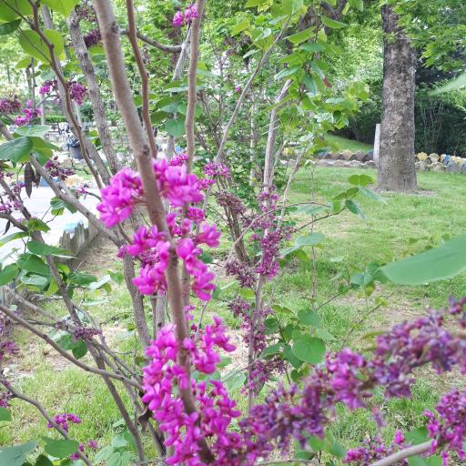 عکس پارک ارغوان