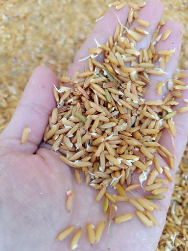 عکس پخش عمده برنج رزدانه