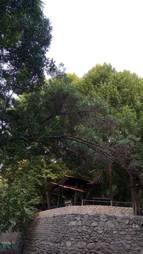 عکس باغ خانوادگی سپیدار