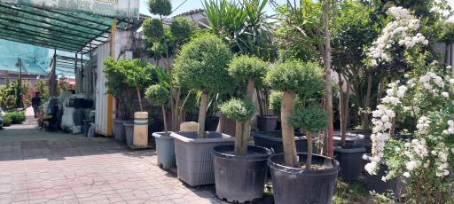 عکس باغ گل امیر محمد