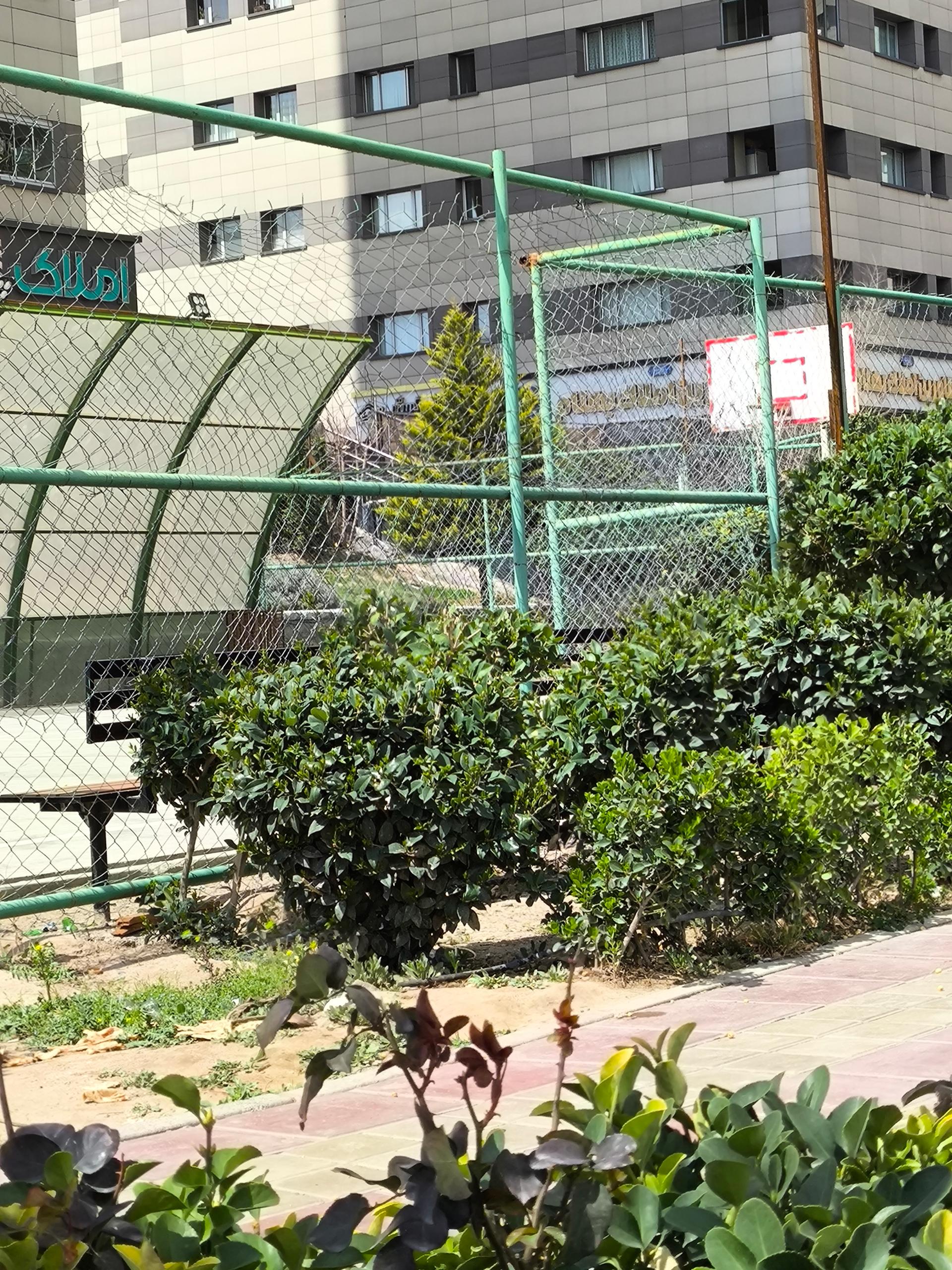 عکس زمین بسکتبال رو باز