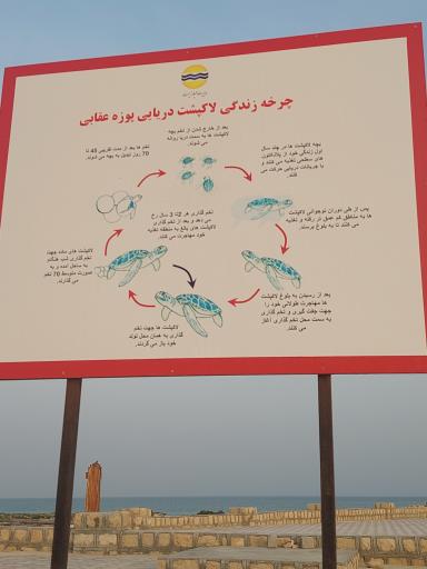 ساحل تخم‌گذاری لاکپشت‌ ها