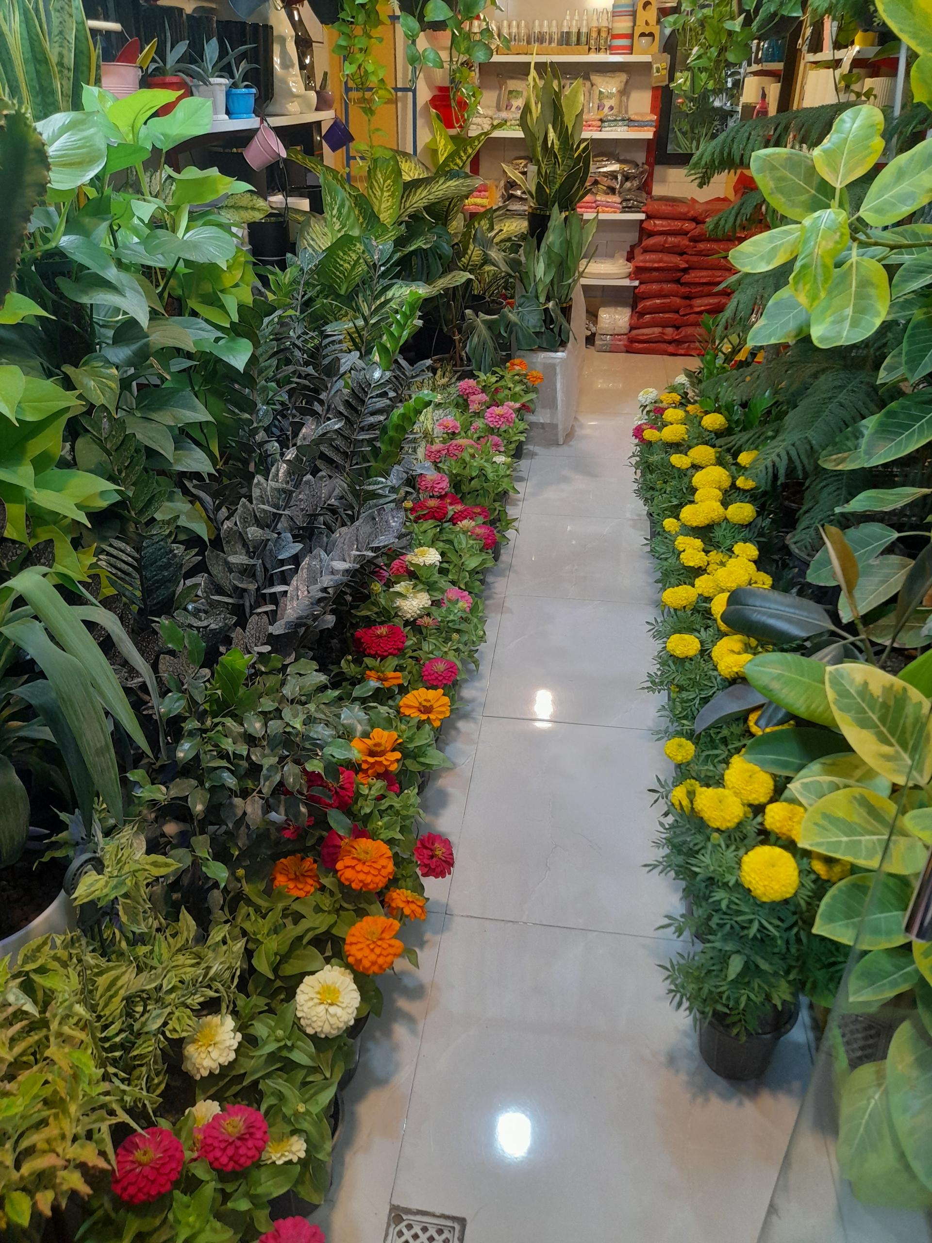 عکس گل های آپارتمانی سینا