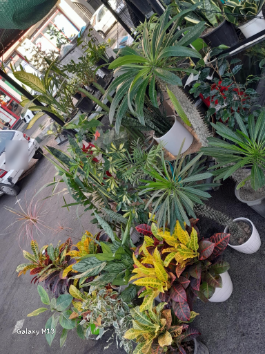 عکس گلفروشی گلستان