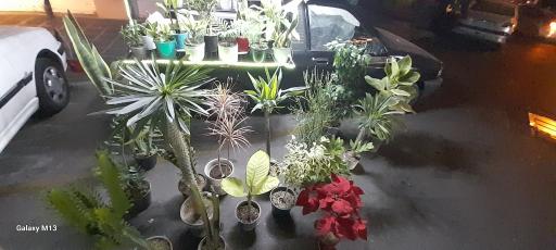 عکس گلفروشی گلستان