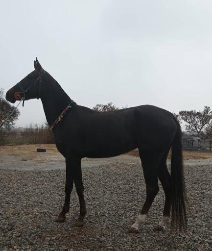 عکس پرورش اسب مبین