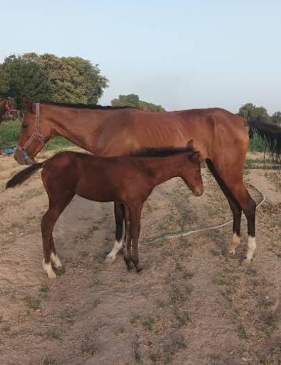 عکس پرورش اسب مبین