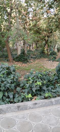 عکس بوستان گلبرگ