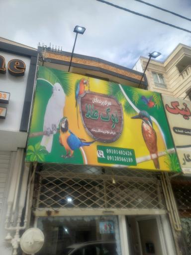 عکس پرنده سرای نوک طلا