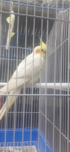 عکس پرنده سرای نوک طلا