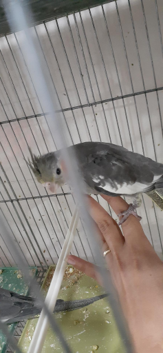 عکس پرنده سرای نوک طلا