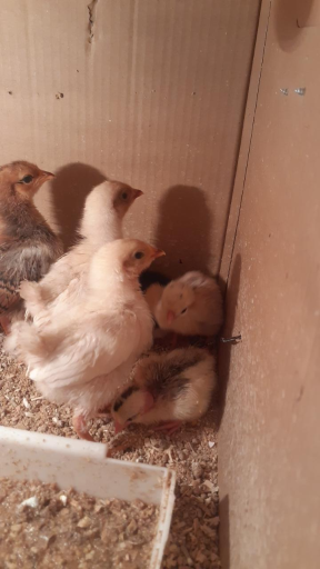 عکس پرنده سرای نوک طلا