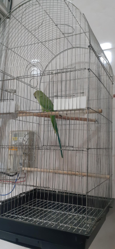 عکس پرنده سرای نوک طلا