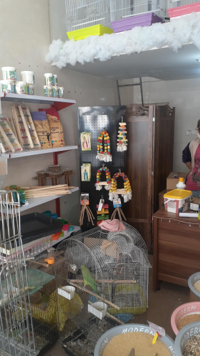 عکس پرنده سرای نوک طلا