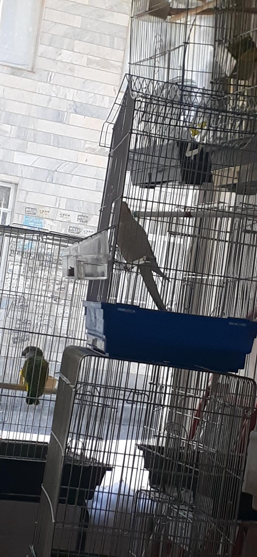 عکس پرنده سرای نوک طلا