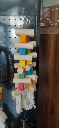 عکس پرنده سرای نوک طلا