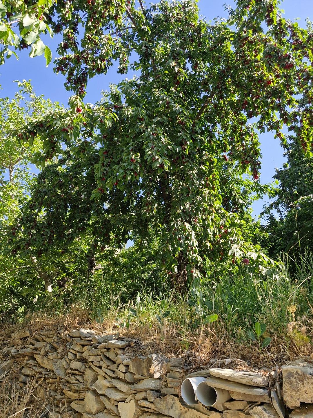 عکس دره چناربان