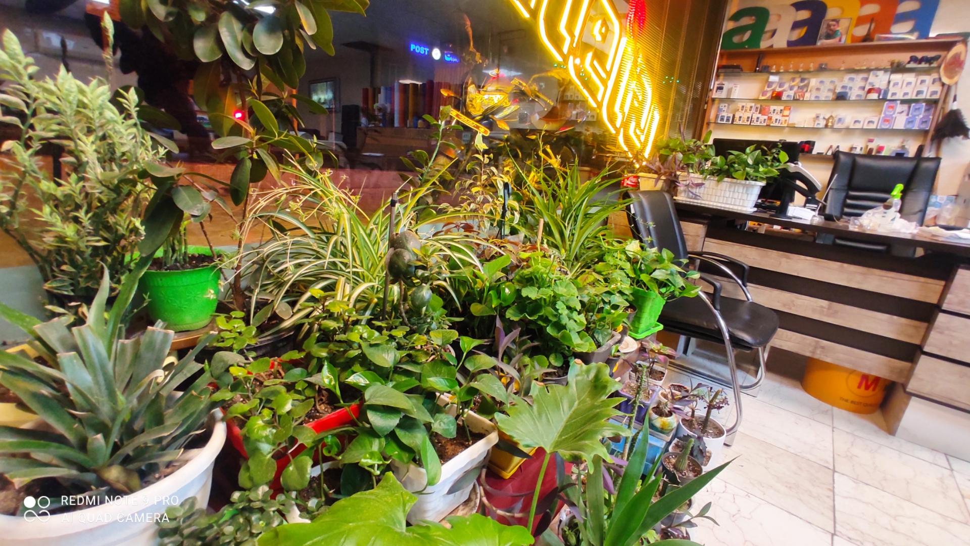 عکس تابلوساز نوروزی