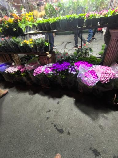 عکس گل فروشی لوتوس