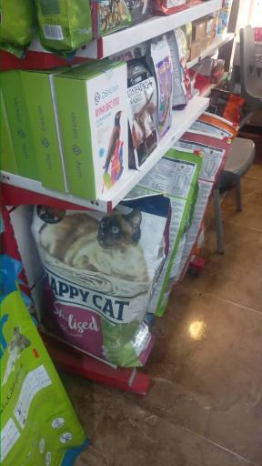 عکس خدمات حیوانات لیا