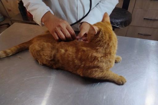 عکس کلینیک دامپزشکی دکتر سبزی