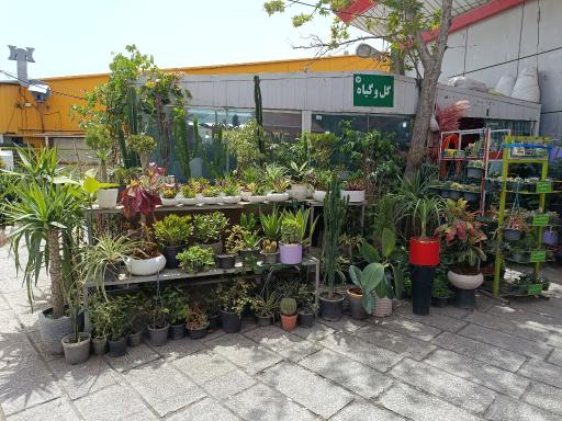 عکس بازار میوه و تره بار المپیک
