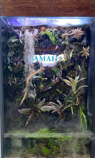 عکس ساندویچ باماهاس