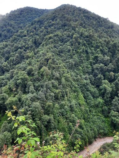 عکس جنگل واز 