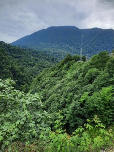 عکس جنگل واز 