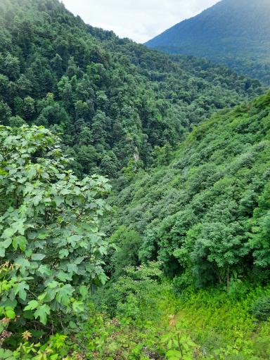 عکس جنگل واز 