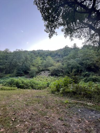 عکس جنگل واز 