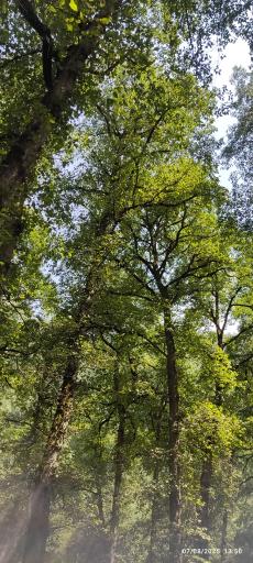 عکس جنگل واز 