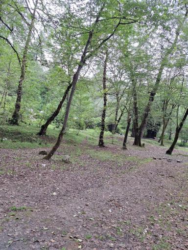 عکس جنگل واز 