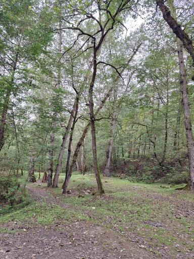 عکس جنگل واز 