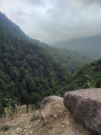 عکس جنگل واز 